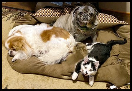 Dutchess and Cinder sharing their bed with Oreo - Adult Silver Pug | Dogs love their friends and bite their enemies, quite unlike people, who are incapable of pure love and always mix love and hate.
