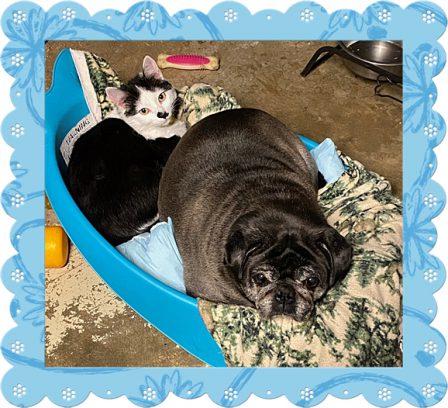 BRP's 9 year old Sterling sharing his bed with Oreo - Adult Silver Pug | A dog can't think that much about what he's doing, he just does what feels right.