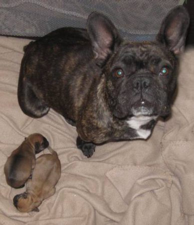 Coco Puff and Two Frug Puppies - Brindle Pug - Puppies and Adults | Petting, scratching, and cuddling a dog could be as soothing to the mind and heart as deep meditation and almost as good for the soul as prayer.