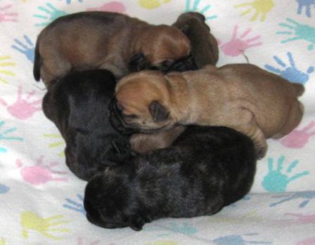 French Bulldog + Pug = Frug - Coco Puff's Litter - Multiple Color Pugs Puppies | Every boy who has a dog should also have a mother, so the dog can be fed regularly.