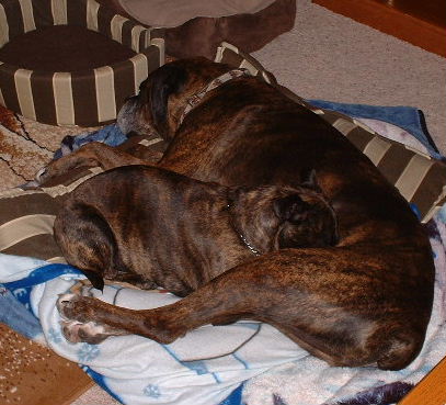 Brindle Boxer and Bugg