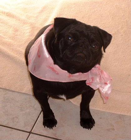 Angel Sister's Carly Simon - RIP we miss you - Adult Black Pug | No Matter how little money and how few possessions you own, having a dog makes you rich.