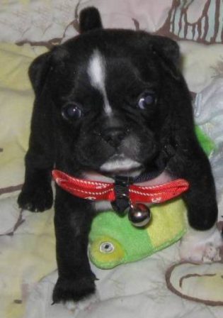 I am a Frug (Frenchie Pug Mix) - Black Pug Puppies | I've seen a look in dogs' eyes, a quickly vanishing look of amazed contempt, and I am convinced that basically dogs think humans are nuts.