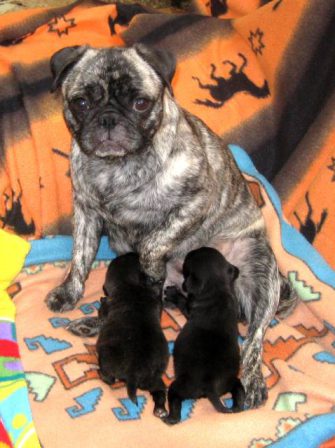 These can't be mine - Multiple Color Pugs - Puppies and Adults | Old dogs, like old shoes, are comfortable. They might be a bit out of shape and a little worn around the edges, but they fit well.