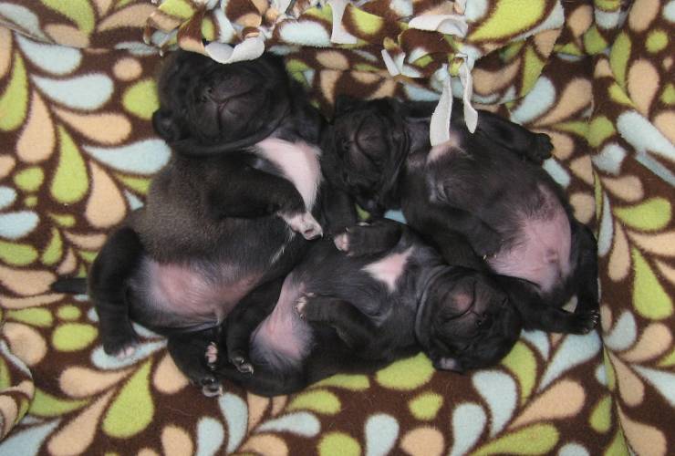 Pug Puppies Love Laying on Their Back