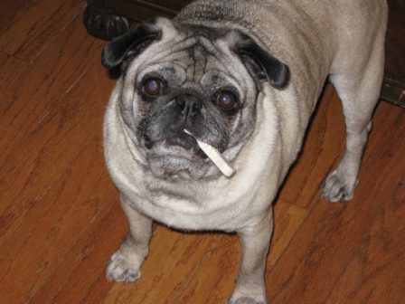 Cigar, cigarette, Tiparillo? - Adult Silver Pug | A dog can't think that much about what he's doing, he just does what feels right.