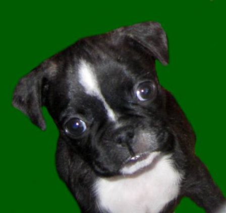 Chaos is a Frug (1/2 Frenchie 1/2 Pug) - Multiple Color Pugs Puppies | Heaven goes by favor, if it went by merit, you would stay out and your dog would go in.