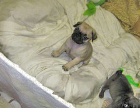 My Throne - Fawn Pug Puppies | A dog can't think that much about what he's doing, he just does what feels right.