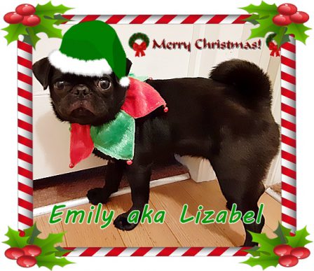 Dressin' in style for 2022 Christmas! - Black Pug Puppies | Did you ever walk into a room and forget why you walked in? I think that is how dogs spend their lives.