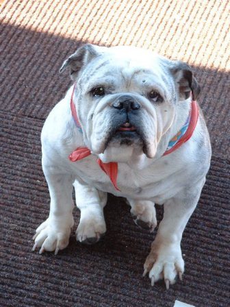 Lucy the English Bulldog - Adult Multiple Color Pugs | The more people I meet, the more I love my dog.