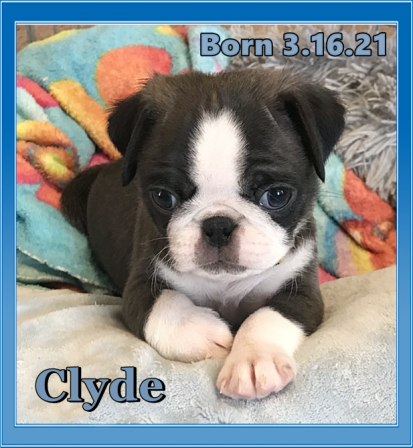 Clyde is a beautiful silver and white Panda Pug - Silver Pug Puppies | Money will buy you a pretty good dog, but it won't buy the wag of his tail.