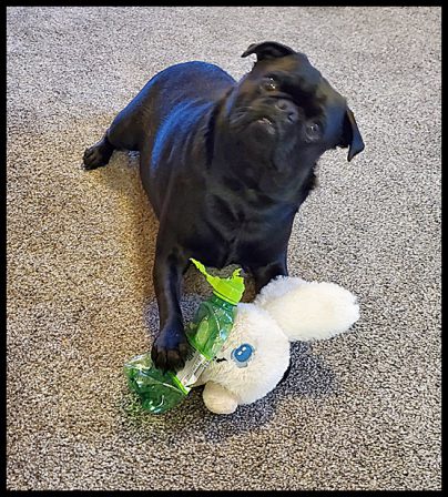 The famouns head tilt starring Pugsley - Adult Black Pug | Old dogs, like old shoes, are comfortable. They might be a bit out of shape and a little worn around the edges, but they fit well.