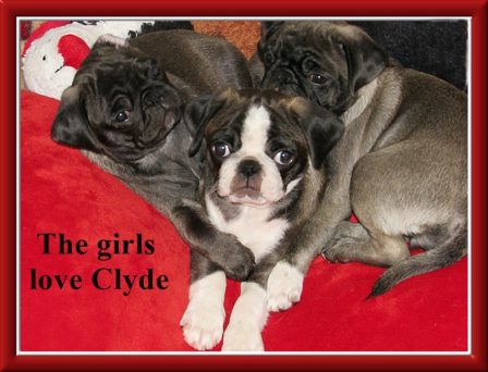 BRP's silver & white panda male and two silver girls - Silver Pug Puppies | A dog will teach you unconditional love, if you can have that in your life, things won't be too bad.