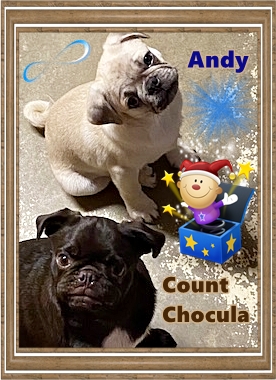 Count Chocula is 22 wks. and Andy is 14 wks. - Multiple Color Pugs Puppies | No one appreciates the very special genius of your conversation as the dog does.