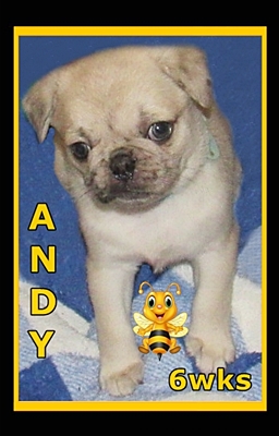 Hi!  My name is Andy and ISO my forever home. - Merle Pug Puppies | No Matter how little money and how few possessions you own, having a dog makes you rich.