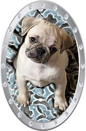 Andy is a cream merle male and wants you to be his forever home - Merle Pug Puppies | If you think dogs can't count, try putting three dog biscuits in your pocket and give him only two of them.