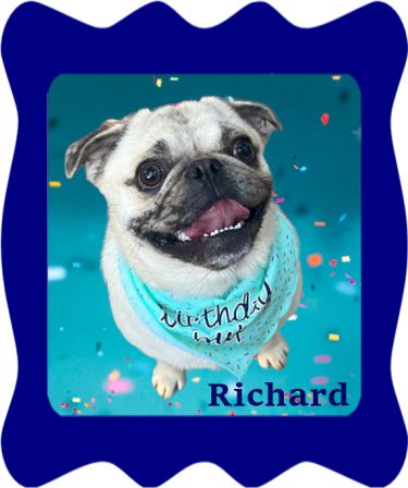 Maggie's Andy/Richard turning 1 - Adult White Pug | The dog is a gentleman; I hope to go to his heaven not man's.