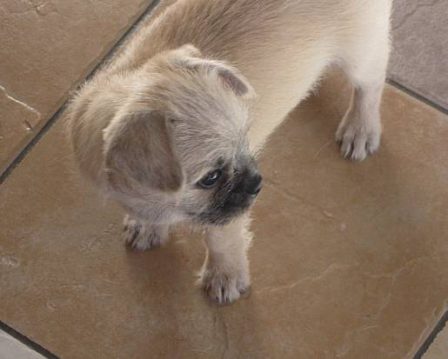 Annie is my name and pug-a-poo is my game - Fawn Pug Puppies | Dogs feel very strongly that they should always go with you in the car, in case the need should arise for them to bark violently at nothing, right in your ear.