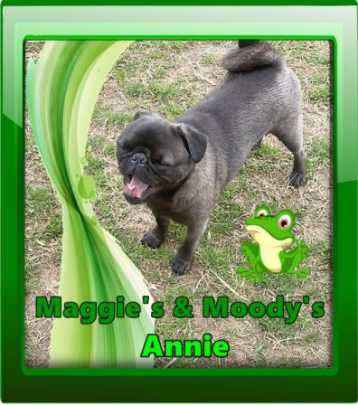 The Tressler's Adorable Annie - Silver Pug Puppies | Dogs love their friends and bite their enemies, quite unlike people, who are incapable of pure love and always mix love and hate.