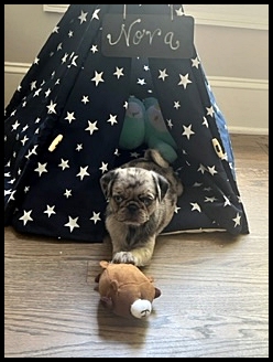 Annie/Nova has her very own "pup tent"! - Merle Pug Puppies | Even the tiniest dog is lionhearted, ready to do anything to defend home and family.
