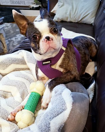 A super picture of April, merle Boston Terrier - Adult Merle Pug | Every boy who has a dog should also have a mother, so the dog can be fed regularly.