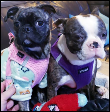 April with her bugg puppy Baby Ruth/Mia - Multiple Color Pugs - Puppies and Adults | The pug is living proof that God has a sense of humor.