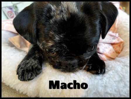 Teresa in NJ loves her little man Macho - Merle Pug Puppies | A dog can't think that much about what he's doing, he just does what feels right.