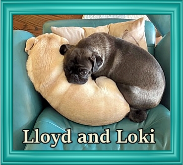Aramis/Lloyd and Bonnie/Loki are BFF's - Adult Multiple Color Pugs | When a man's best friend is his dog, that dog has a problem.