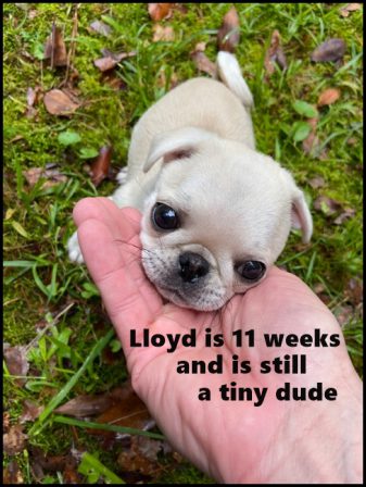 He is Bella's Tiny Man and so irrestible! - White Pug Puppies | No Matter how little money and how few possessions you own, having a dog makes you rich.