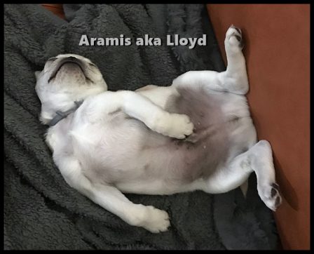 Bella's Little Lloyd in his favorite sleeping position! - White Pug Puppies | Even the tiniest dog is lionhearted, ready to do anything to defend home and family.