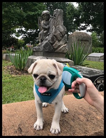 Bella and Sterling are proud of Little Lloyd - White Pug Puppies | If you don't own a dog, at least one, there is not necessarily anything wrong with you, but there may be something wrong with your life.