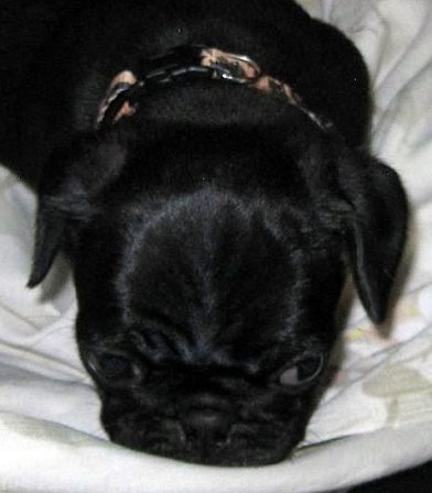 Are we there yet? - Black Pug Puppies | Even the tiniest dog is lionhearted, ready to do anything to defend home and family.
