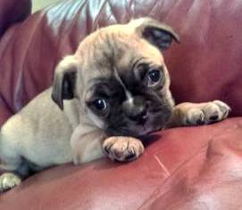 Would you be my friend? - Fawn Pug Puppies | Every boy who has a dog should also have a mother, so the dog can be fed regularly.