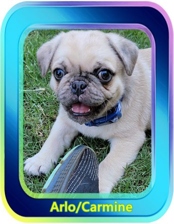Maggie and Moody's Arlo/Carmine - Merle Pug Puppies | The dog was created specially for children. He is the god of frolic.