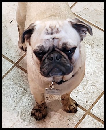 No, daddy, it was Anna who got muddy feet on mom's clean floor! - Adult Fawn Pug | The dog is a gentleman; I hope to go to his heaven not man's.