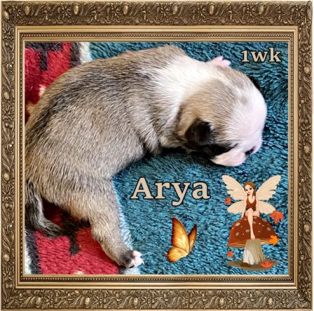 Arya is the last puppy availabe in Anna's litter born 3.22.23 - Multiple Color Pugs Puppies | Do not make the mistake of treating your dogs like humans or they will treat you like dogs.
