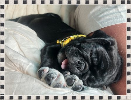Yes, I snore! - Black Pug Puppies | Once you have had a wonderful dog, a life without one is a life diminished.