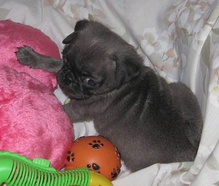 Cinder's Aurora - Silver Pug Puppies | Did you ever walk into a room and forget why you walked in? I think that is how dogs spend their lives.