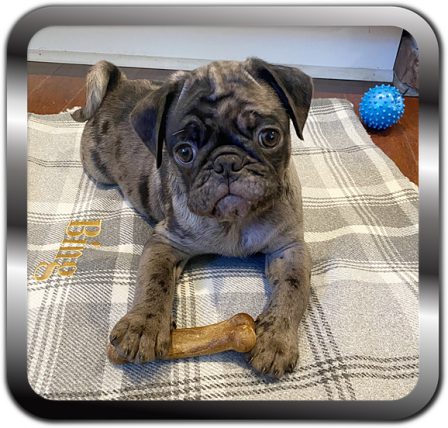 Axton/Bing with monogrammed blanket and bone in his new home - Merle Pug Puppies | Once you have had a wonderful dog, a life without one is a life diminished.