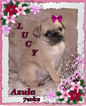Azula/Lucy is BRP's first fawn merle - Merle Pug Puppies | A dog is one of the remaining reasons why some people can be persuaded to go for a walk.