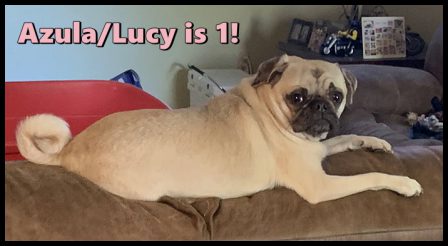 Maggie's and Moody Blue's Azula/Lucy is 1! - Adult Merle Pug | Outside of a dog, a book is man's best friend - inside of a dog it's too dark to read.