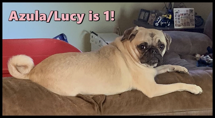 Maggie's and Moody Blue's Azula/Lucy is 1!