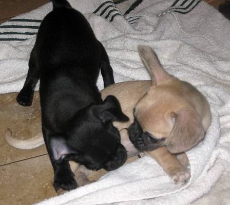 These are my two chugs Bonnie & Clyde - Multiple Color Pugs Puppies | No Matter how little money and how few possessions you own, having a dog makes you rich.