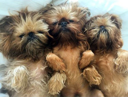 The Brussels Griffon is 1/3 pug.... the 1/3 that likes to eat and sleep! - Adult Multiple Color Pugs | A dog is one of the remaining reasons why some people can be persuaded to go for a walk.