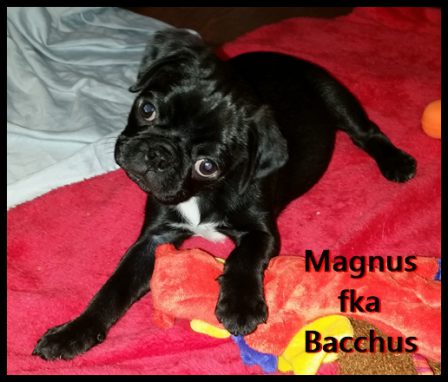 Judith's BRP Bacchus/Magnus in his new home - Black Pug Puppies | A dog can't think that much about what he's doing, he just does what feels right.