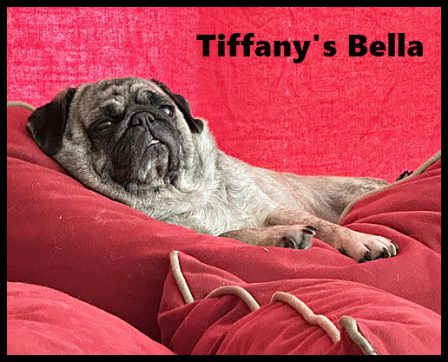 The life of a retired BRP pug - Adult Brindle Pug | One reason a dog can be such a comfort when you're feeling blue is that he doesn't try to find out why.