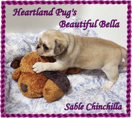 Check out this unique sable chinchilla owned by Tracy - Multiple Color Pugs Puppies | Dogs feel very strongly that they should always go with you in the car, in case the need should arise for them to bark violently at nothing, right in your ear.