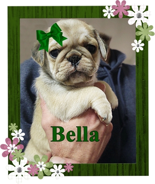 Heartland Pug's Bella is a beautiful sable chinchilla