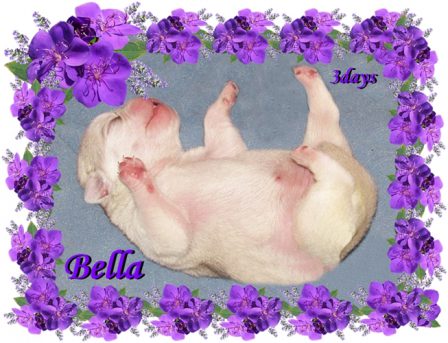 Bella's Bella - White Pug Puppies | Even the tiniest dog is lionhearted, ready to do anything to defend home and family.