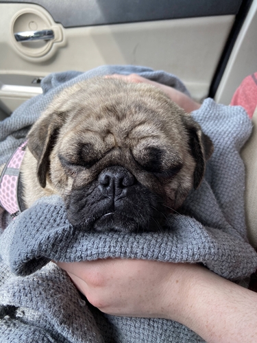 Bella resting in the car on the way to her new home
